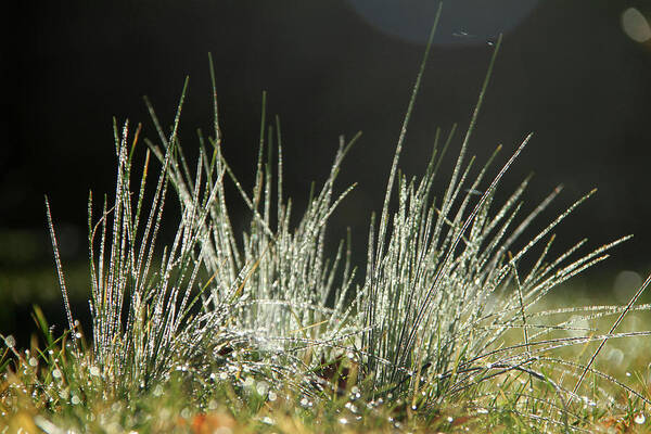 Grass Poster featuring the photograph Close-up of dew on grass, in a sunny, humid autumn morning #1 by Emanuel Tanjala