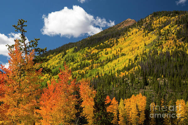 Fall Colors Poster featuring the photograph Colorado Autumn #1 by Jim West