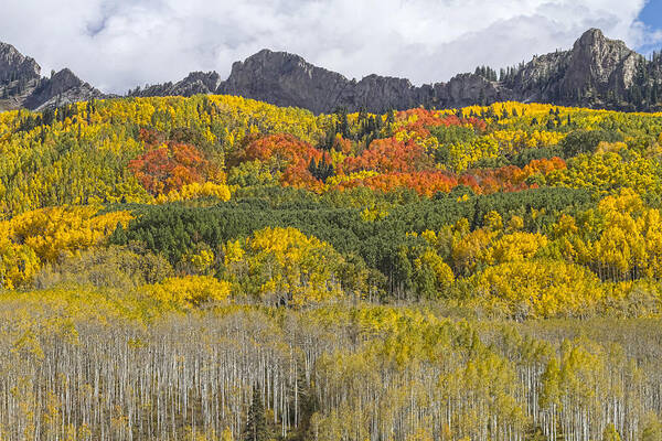 Colorado Poster featuring the photograph Colorado Kebler Pass Fall Foliage by James BO Insogna