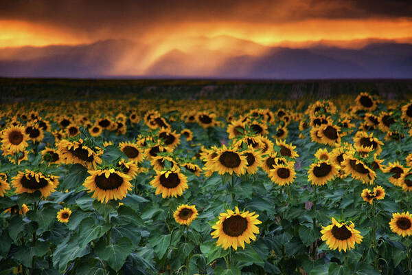 Colorado Poster featuring the photograph Colorado Sunflowers At Sunset #1 by John De Bord