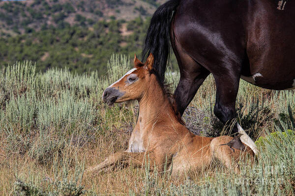 Foal Poster featuring the photograph Coming Through #3 by Jim Garrison