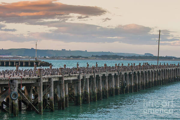 Abundance Poster featuring the photograph Cormorants on a wooden jetty by Patricia Hofmeester