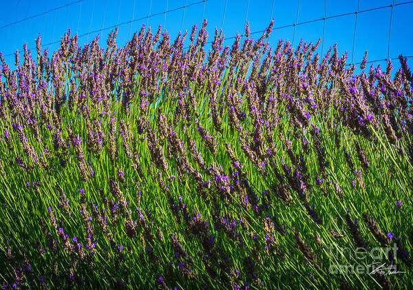 Flowers Poster featuring the photograph Country Lavender IV #1 by Shari Warren