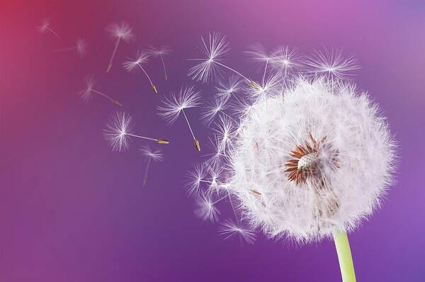 Abstract Poster featuring the photograph Dandelion flying on magenta background #1 by Bess Hamiti