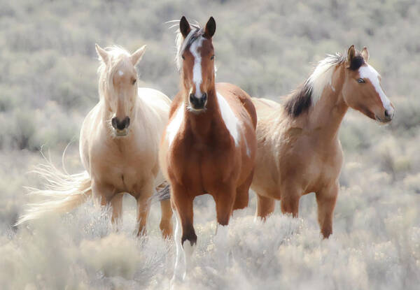 Horses Poster featuring the photograph Desert Angels II #1 by Athena Mckinzie