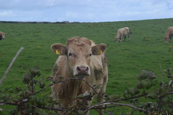 Ireland Poster featuring the photograph Doolin Cow #1 by Curtis Krusie