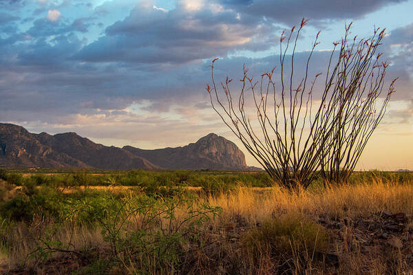 Arizona Poster featuring the photograph Elephant Head #1 by Barbara Manis