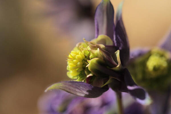 Columbine Poster featuring the photograph Enchantment #1 by Connie Handscomb