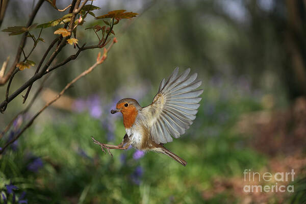 European Robin Poster featuring the photograph European Robin alighting by Warren Photographic