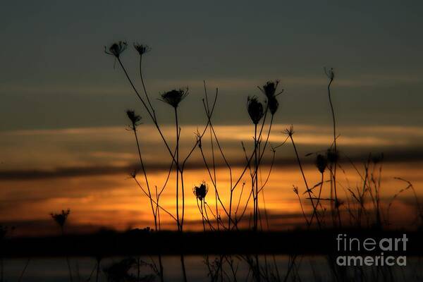 Nature Poster featuring the photograph Evening Light #2 by Marcia Lee Jones