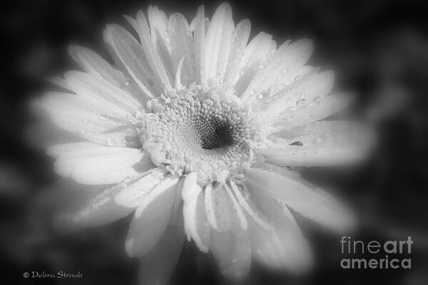 Daisy Poster featuring the photograph Faded Glory #1 by Debra Straub