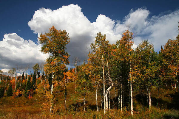 Autumn Poster featuring the photograph Fall Colors by Mark Smith