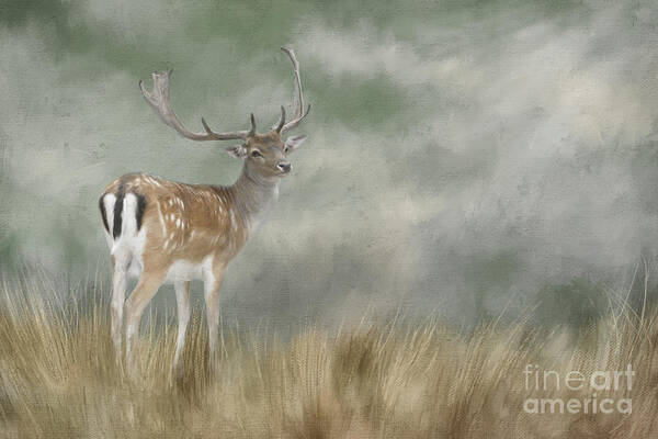 Fallow Deer Poster featuring the digital art Fallow Deer Portrait II by Jayne Carney