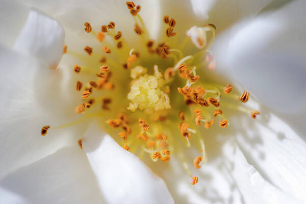 Carpet Poster featuring the photograph Flower Carpet White Rose Macro #1 by Adam Rainoff