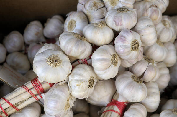 France Poster featuring the photograph Garlic #1 by Kevin Oke