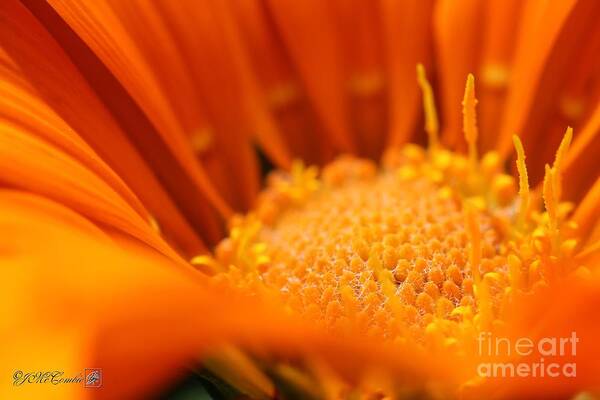 Mccombie Poster featuring the photograph Gazania named New Day Clear Orange #3 by J McCombie