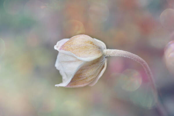 Gentle Poster featuring the photograph Gentle White Flower #1 by Lilia S