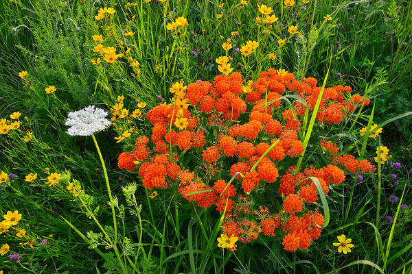 Butterfly Weed Poster featuring the photograph Glacial Wildflowers #1 by Ray Mathis