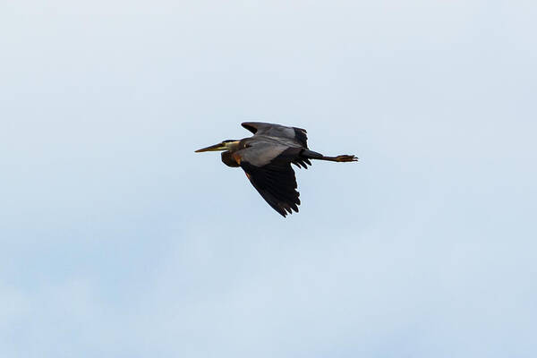 Great Blue Heron Poster featuring the photograph Great Blue Heron #1 by Holden The Moment