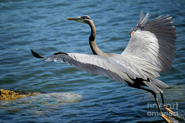 Terry Elniski Photography Poster featuring the photograph Great Blue Heron Takes Flight #1 by Terry Elniski