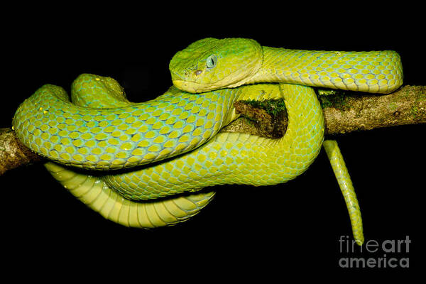 Guatemala Palm Pitviper Poster featuring the photograph Guatemala Palm Pitviper #1 by Dant Fenolio
