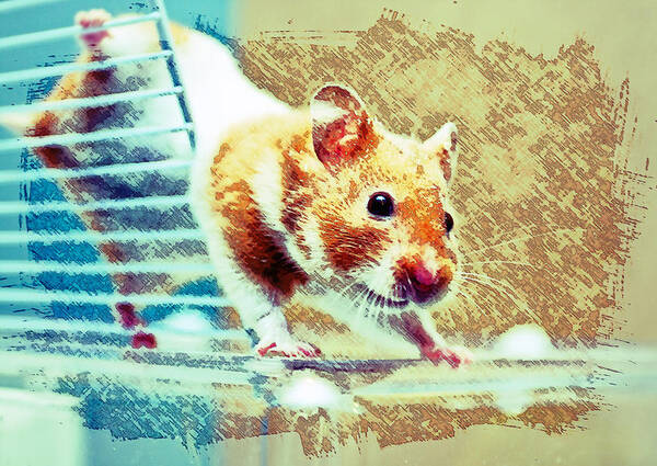 Animal Poster featuring the photograph Hamster #1 by Tom Gowanlock