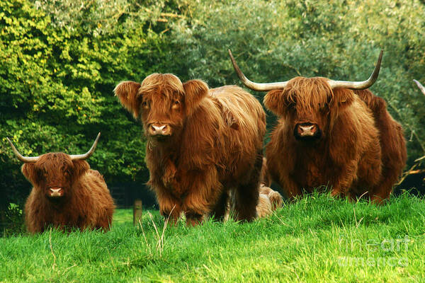 Cow Poster featuring the photograph Highland Cattle #1 by Ang El