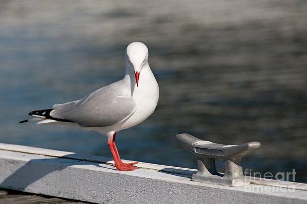 Nature Photography Poster featuring the photograph Humble Beauty - Seagull #1 by Geoff Childs