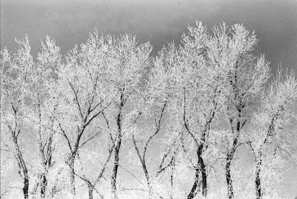 Trees Ice North Dakota Poster featuring the photograph Ice Trees #1 by William Kimble