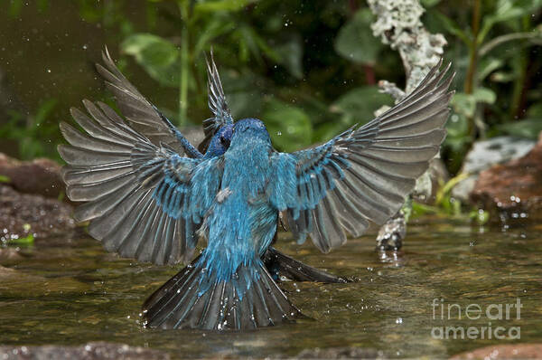 Indigo Bunting Poster featuring the photograph Indigo Bunting Fight #1 by Anthony Mercieca