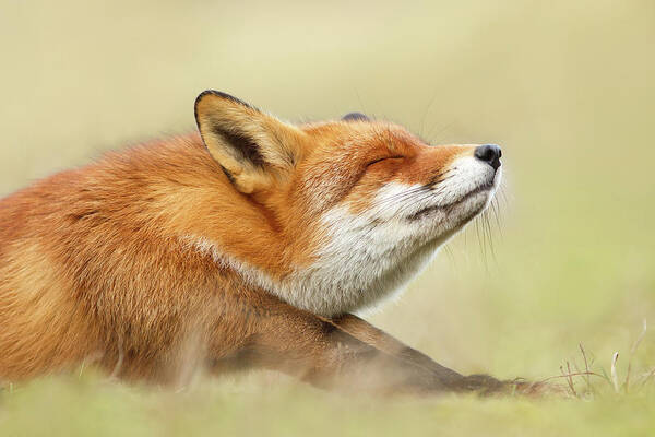 Fox Poster featuring the photograph Lazy Fox is Lazy II #2 by Roeselien Raimond