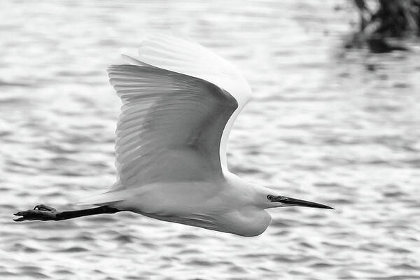 Nature Poster featuring the photograph Little Egret #2 by Wendy Cooper