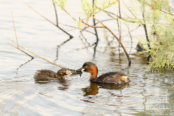 Duckling Poster featuring the photograph Little Grebe Tachybaptus ruficollis #1 by Alon Meir