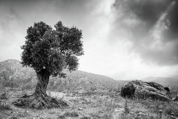 Single Tree Poster featuring the photograph Lonely olive tree and stormy cloudy sky #1 by Michalakis Ppalis