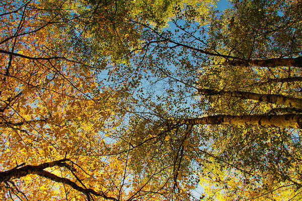 Fall Colors Poster featuring the photograph Look up #1 by Kunal Mehra