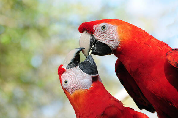 Bird Poster featuring the photograph Macaws #1 by Steven Sparks