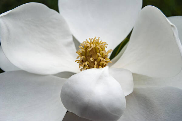 Magnolia Poster featuring the photograph Magnolia Flower #2 by Nathan Little