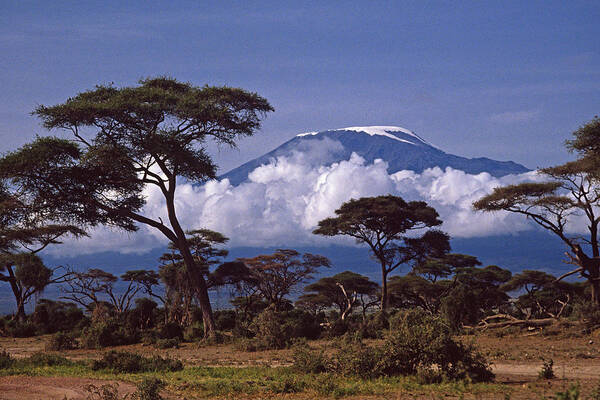 Africa Poster featuring the photograph Majestic Mount Kilimanjaro #1 by Michele Burgess