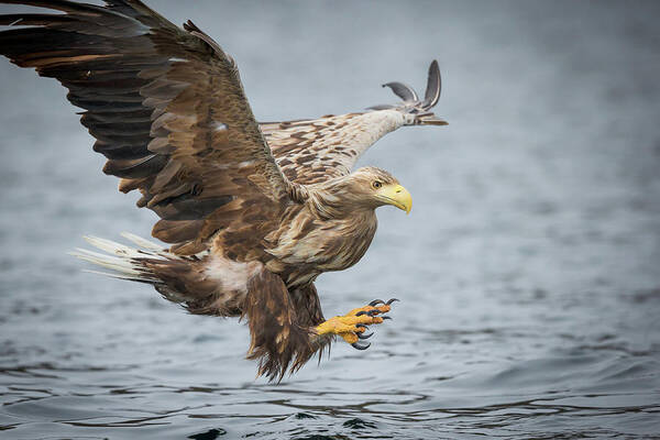 Eagle Poster featuring the photograph Male White-tailed Eagle #1 by Andy Astbury