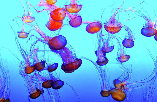 Monterey Bay Jellyfish Poster featuring the photograph Monterey Bay Jellyfish #2 by Barbara Snyder
