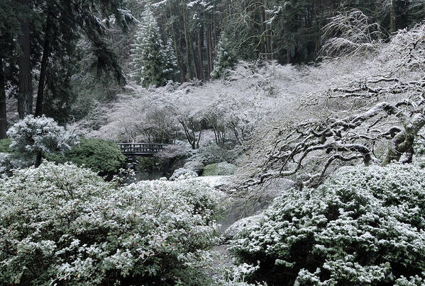  Poster featuring the photograph Morning Snow in the Garden #1 by Don Schwartz