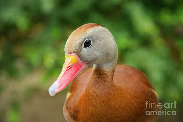 Cameron Park Zoo Poster featuring the photograph Whistling Duck Best Pose by Bob Phillips