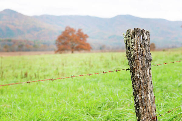 Barbed Wire Poster featuring the photograph The Old Fence Post by Victor Culpepper