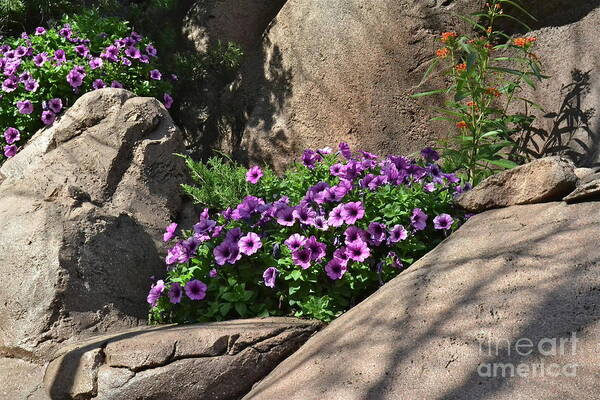 Flowers Poster featuring the photograph On The Rocks #1 by Carol Bradley