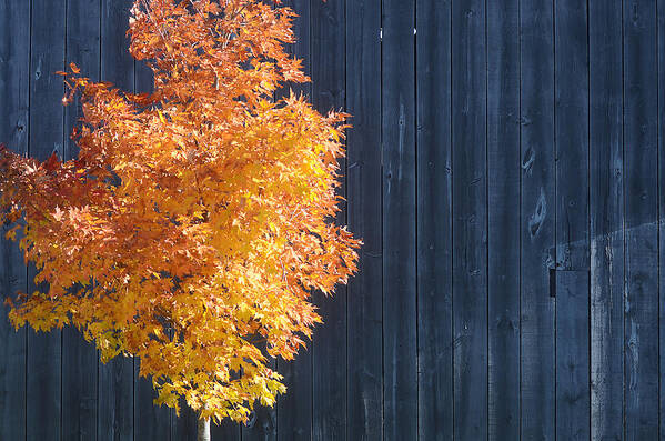Fall Colors Poster featuring the photograph Orange Tree and Barn #1 by Steve Somerville