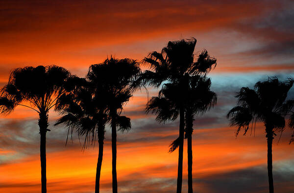 Palm Trees Poster featuring the photograph Palmset #1 by David Lee Thompson