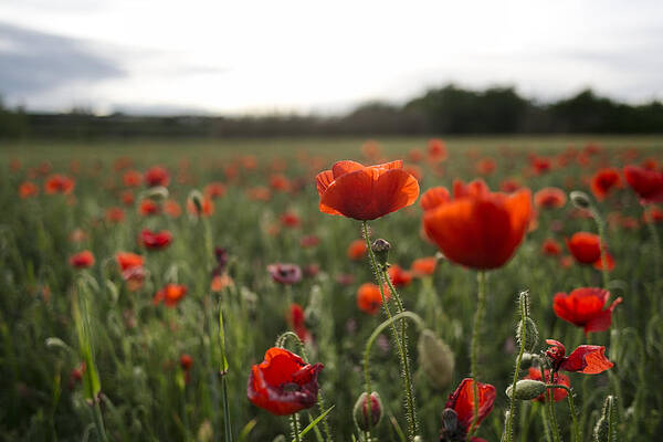 Poppies Poster featuring the photograph Papaver rhoeas #1 by David Ortega Baglietto
