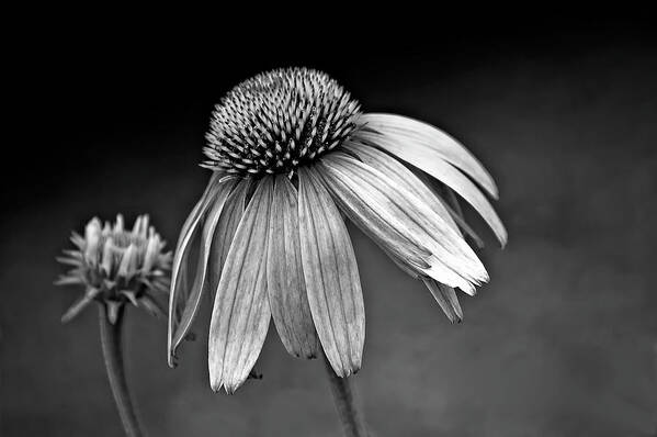 Flower Poster featuring the photograph Passages bw #1 by Steve Harrington