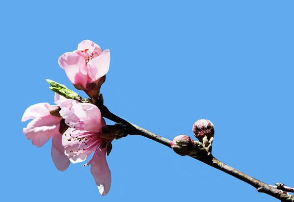 Plum Poster featuring the photograph Plum Blossoms #1 by Kristin Elmquist