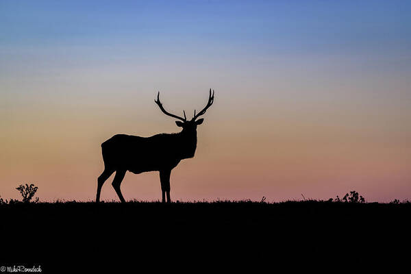 Elk Poster featuring the photograph Point Reyes Elk #1 by Mike Ronnebeck